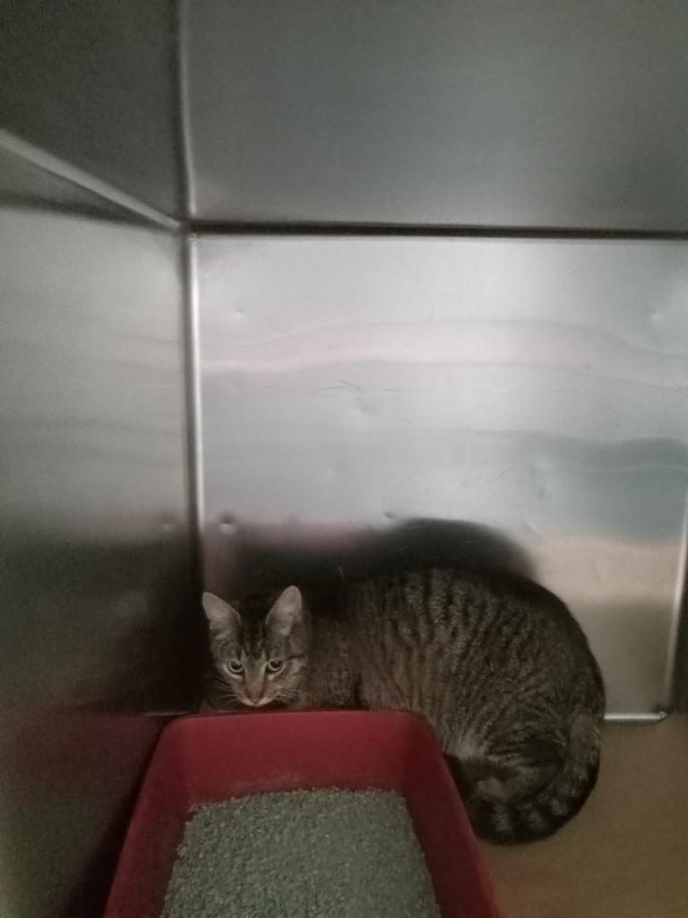 Nora, Adoptable, Young Female Domestic Short Hair.