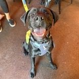 Enlarge Roy, a ADOPTABLE mixed breed in Redmond, OR image 1/1