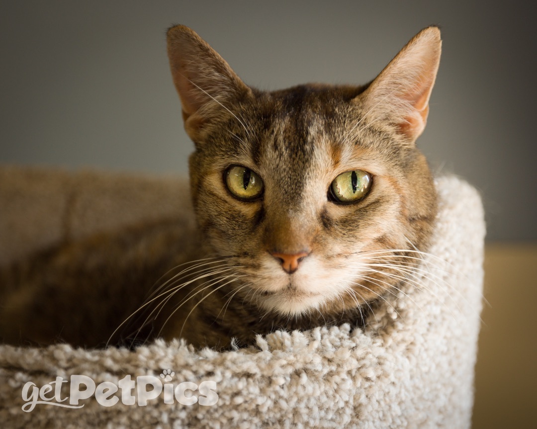 Dana Molly, a Adoptable Domestic Short Hair in Gallatin, TN image 1/3