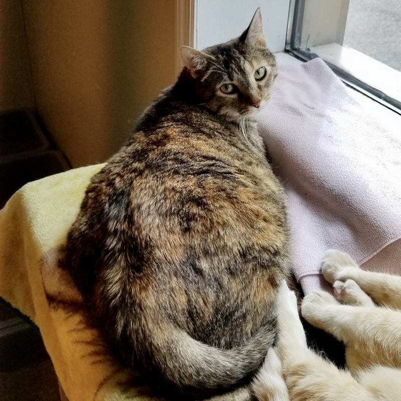 Dana Molly, a Adoptable Domestic Short Hair in Gallatin, TN image 2/3