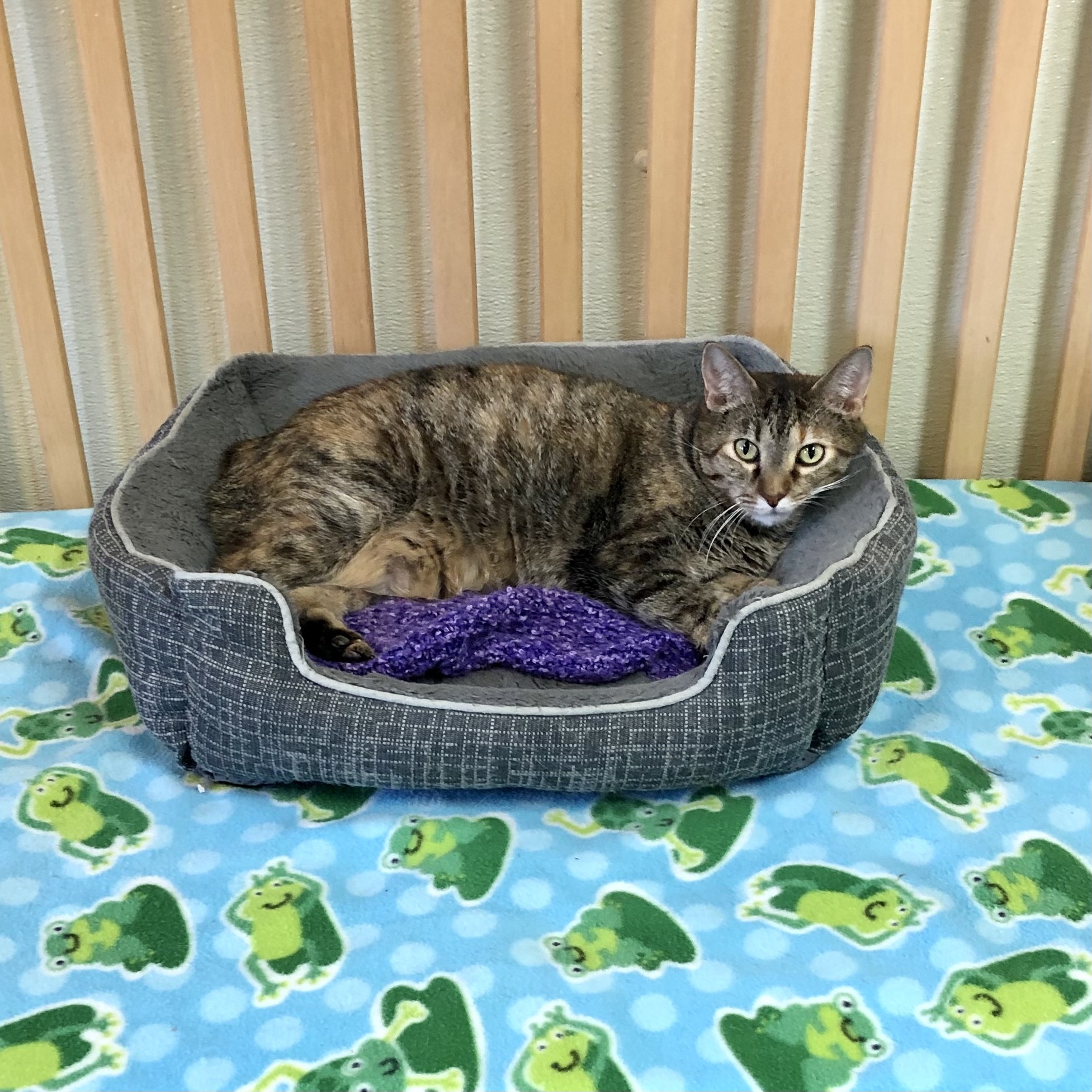 Dana Molly, a Adoptable Domestic Short Hair in Gallatin, TN image 3/3