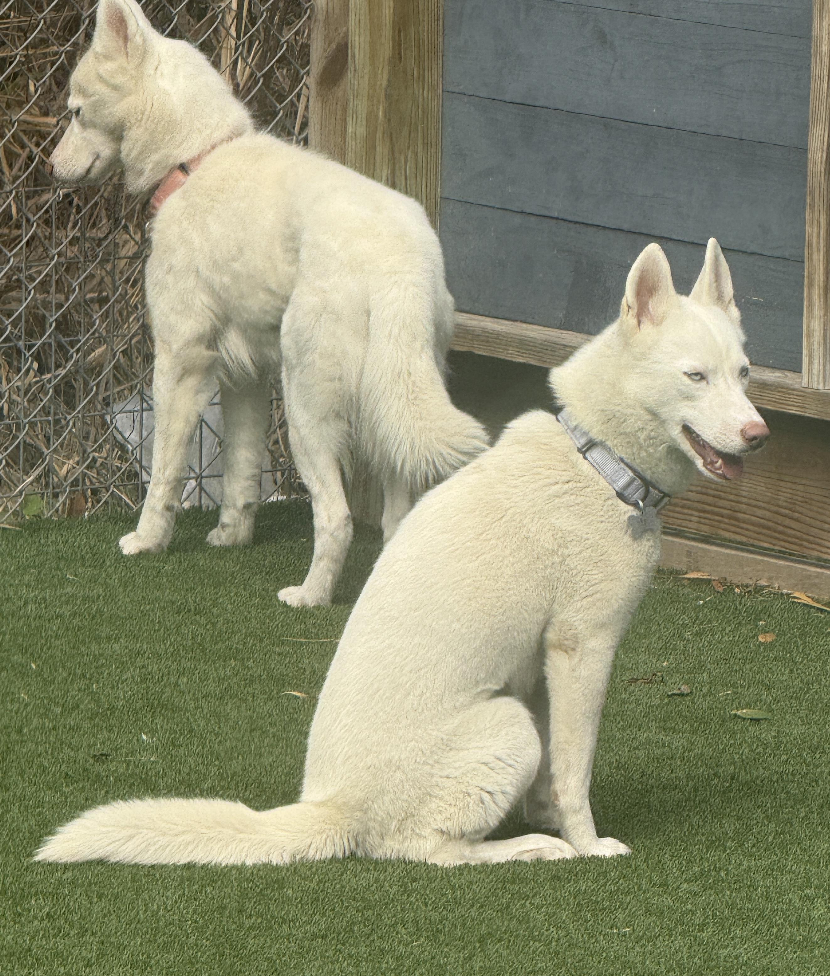 Simone — thumbnail 3