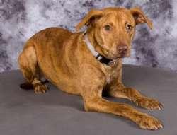 Sophie, ADOPTABLE, Puppy Female Retriever.