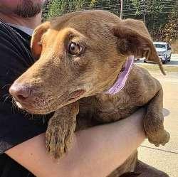Sophie, ADOPTABLE, Puppy Female Retriever.