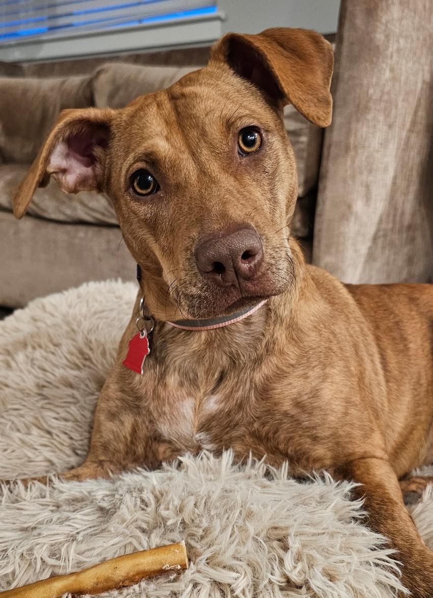 Sophie, ADOPTABLE, Puppy Female Retriever.