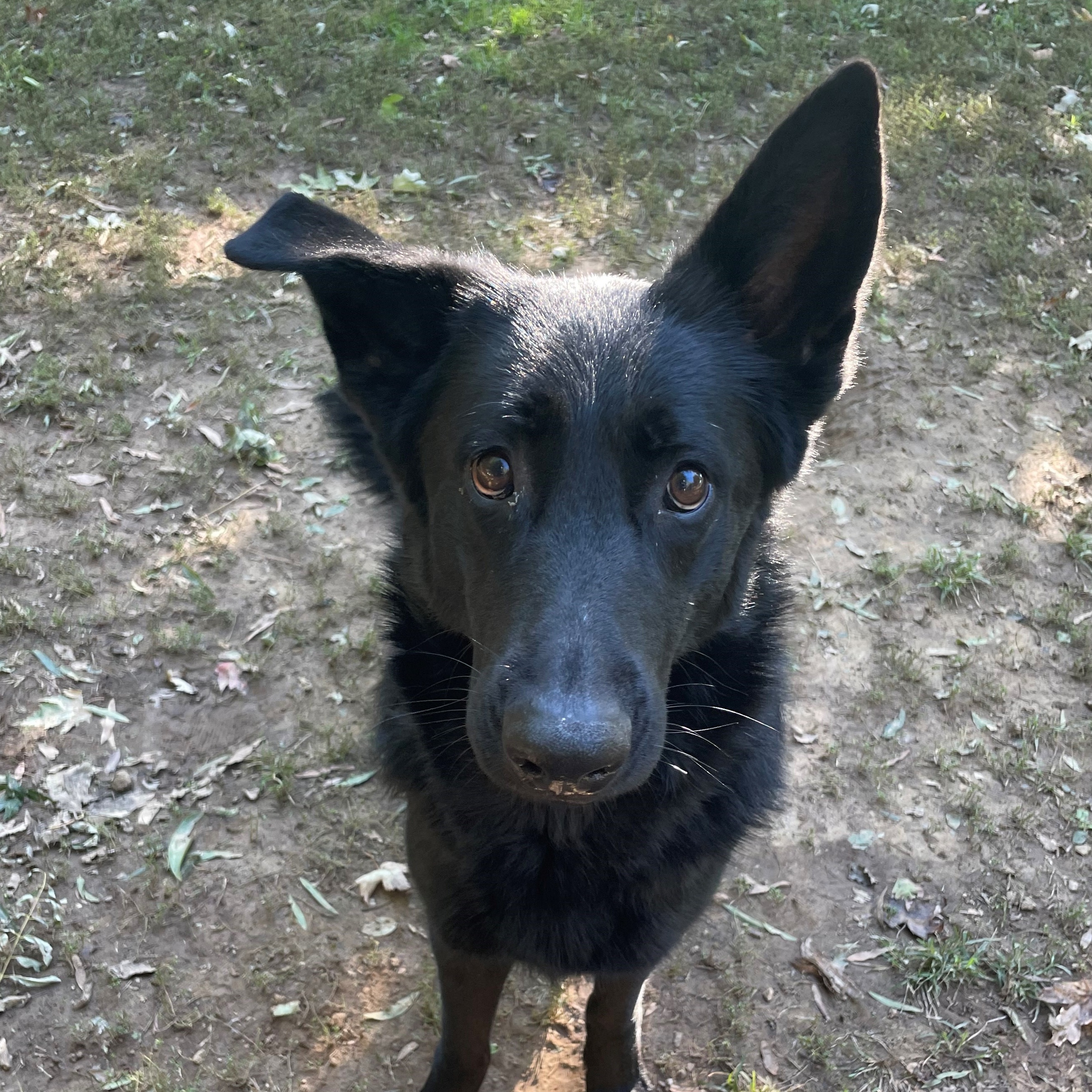 Dog for adoption Appt. Pending Dahlia, a German Shepherd Dog Mix in