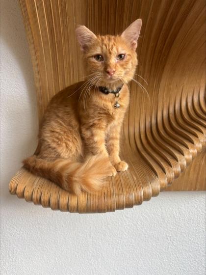 Enlarge Paprika (157963) (In a foster home), an adopted Domestic Short Hair in Baton Rouge, LA image 2/2