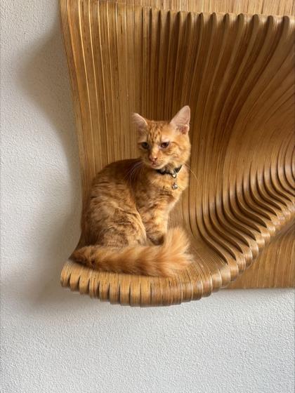 Paprika (157963) (In a foster home), adopted, Young Female Domestic Short Hair.