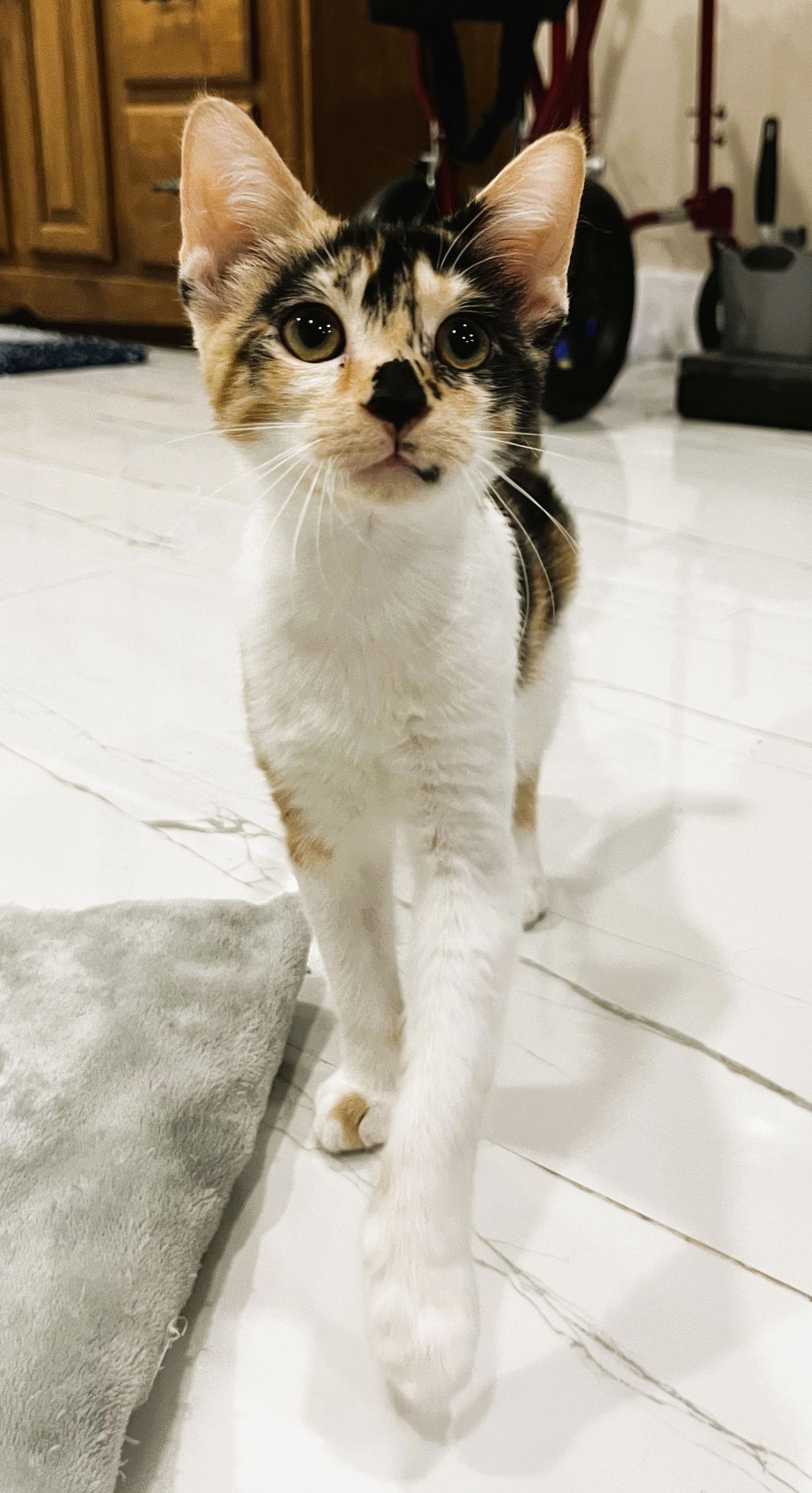 Enlarge Biscoff, a Adopted mixed breed in Lighthouse Point, FL image 2/3