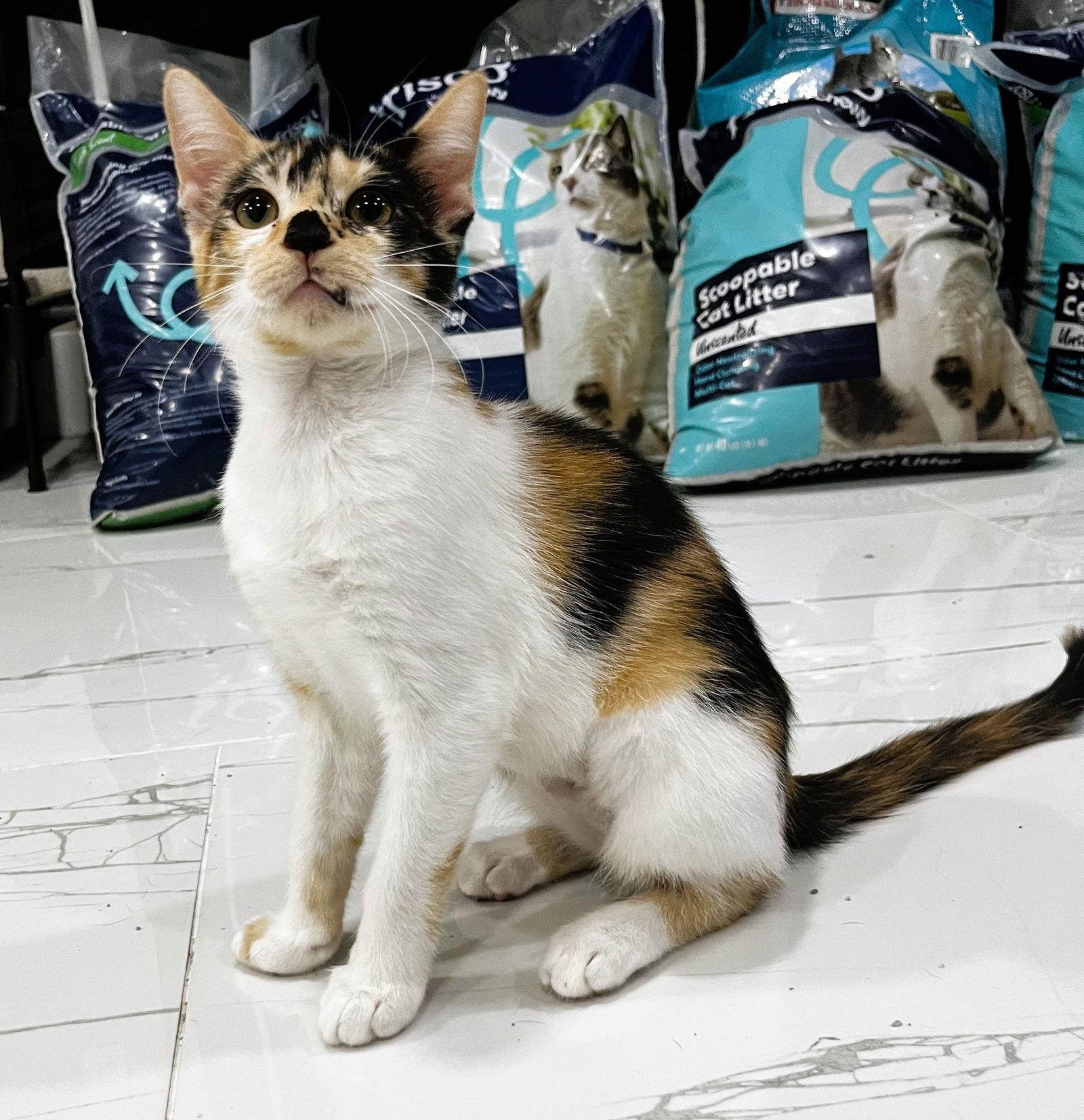 Enlarge Biscoff, a Adopted mixed breed in Lighthouse Point, FL image 3/3