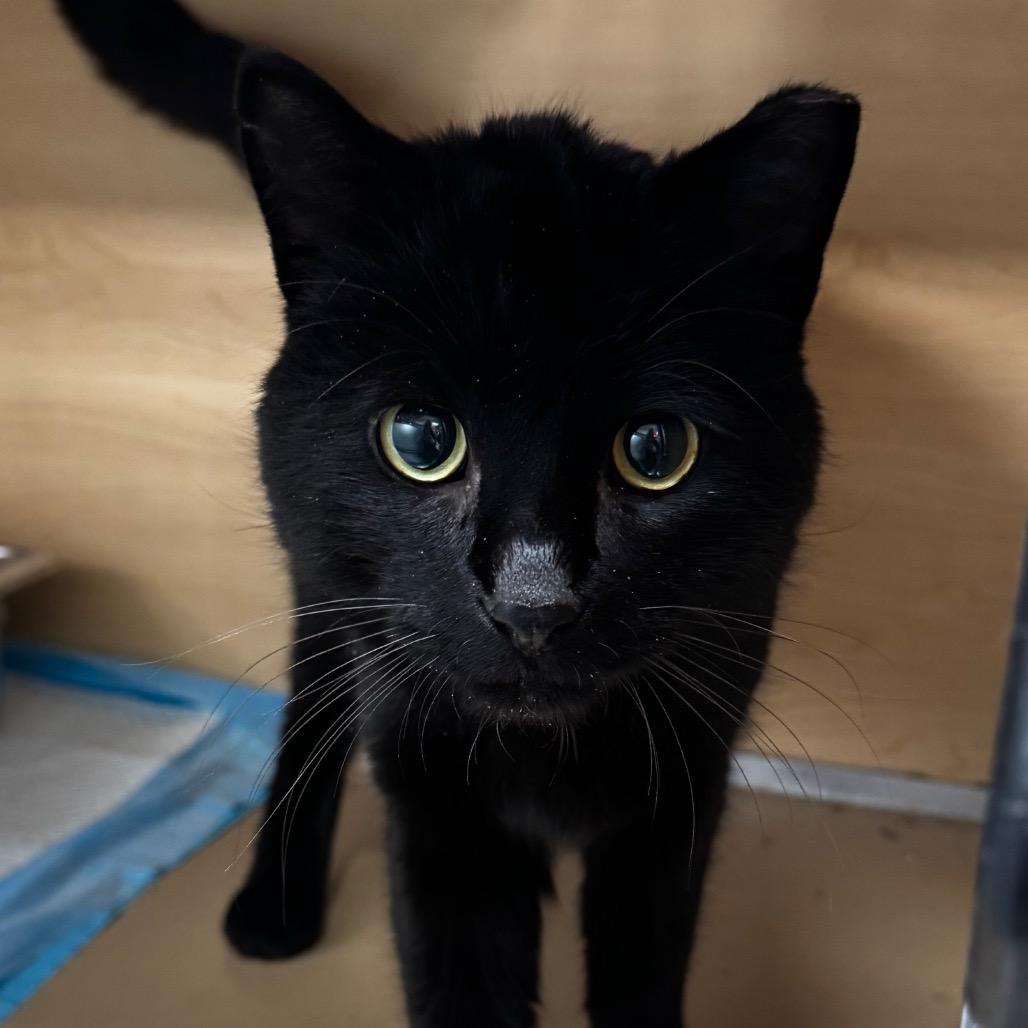 Link, a Adoptable Domestic Short Hair in Brookfield, WI image 1/5