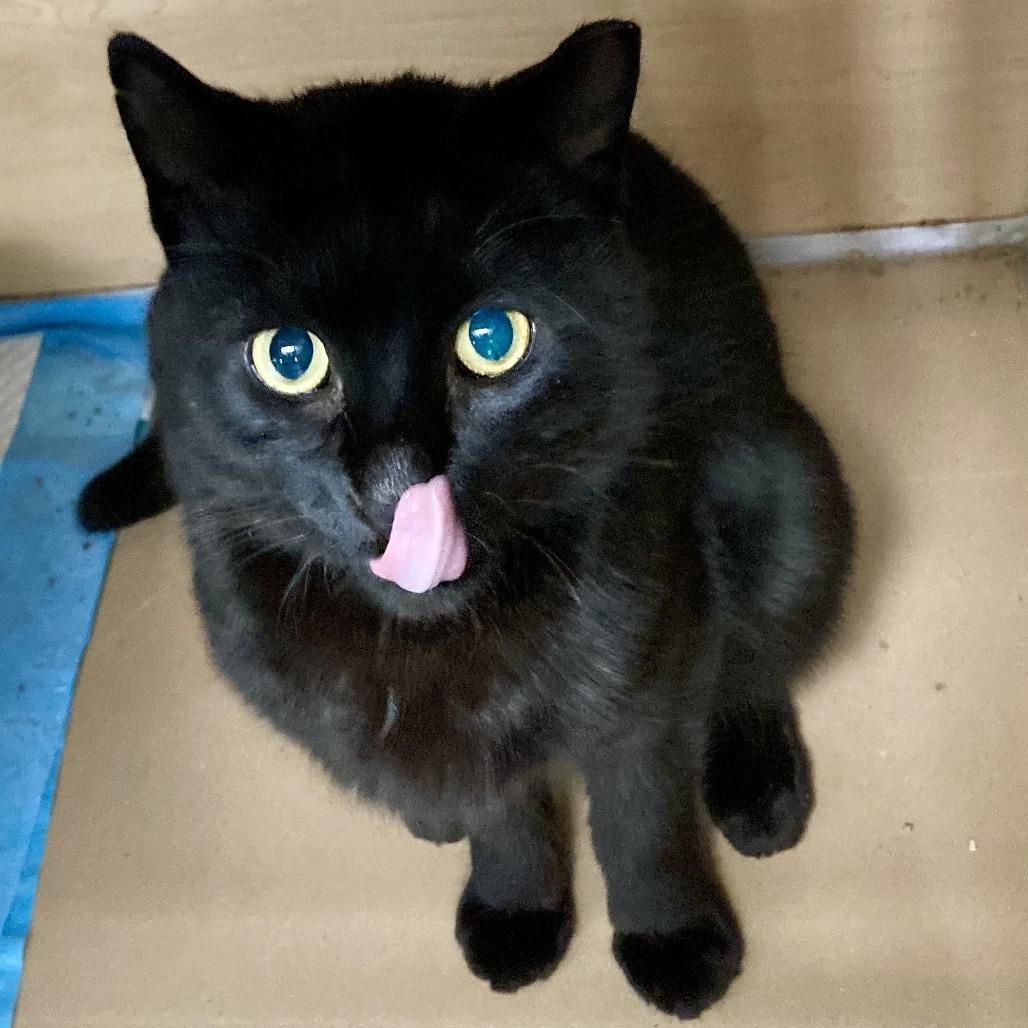 Link, a Adoptable Domestic Short Hair in Brookfield, WI image 2/5