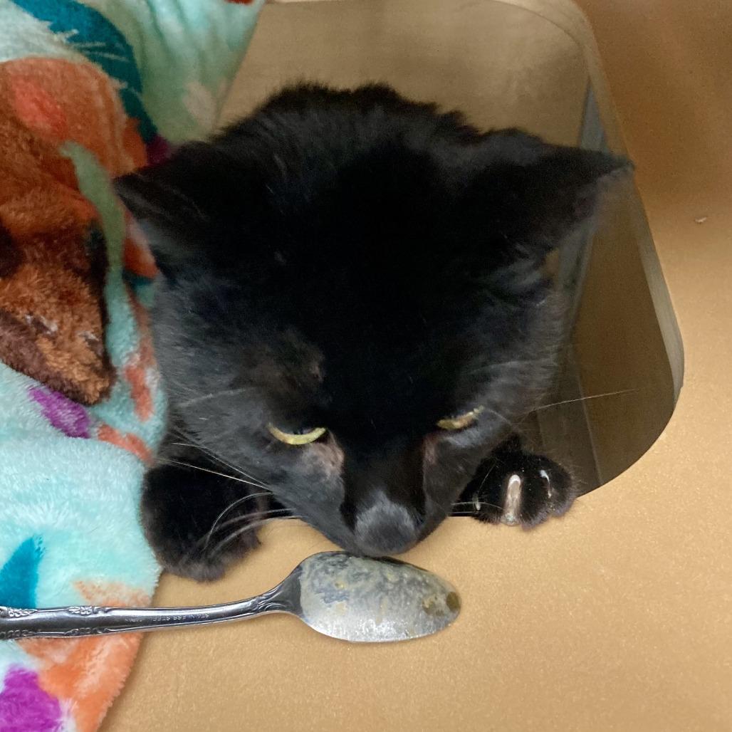 Link, a Adoptable Domestic Short Hair in Brookfield, WI image 3/5