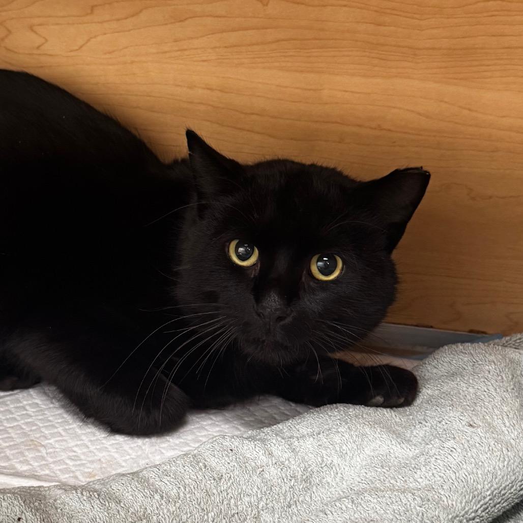 Link, a Adoptable Domestic Short Hair in Brookfield, WI image 4/5