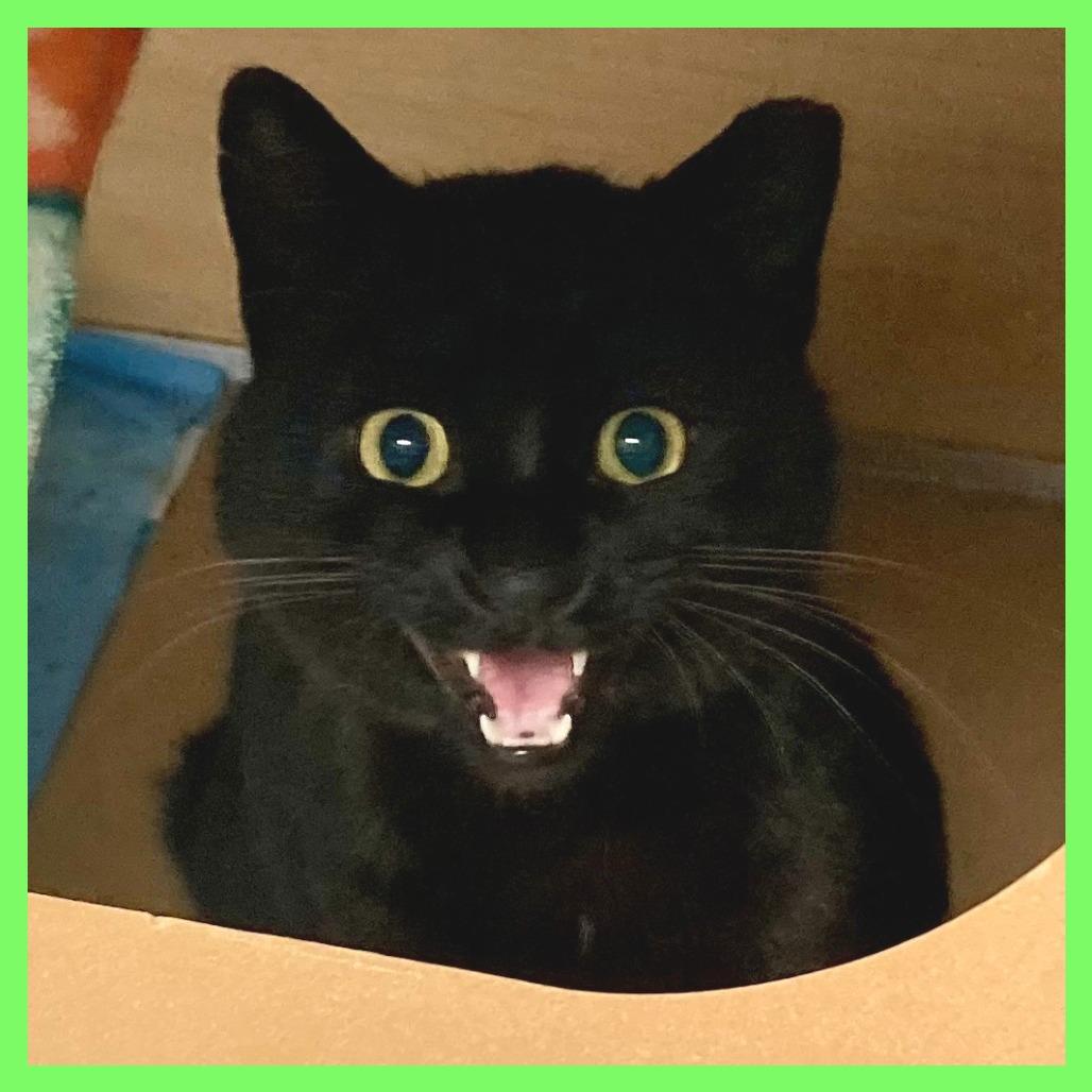 Link, a Adoptable Domestic Short Hair in Brookfield, WI image 5/5