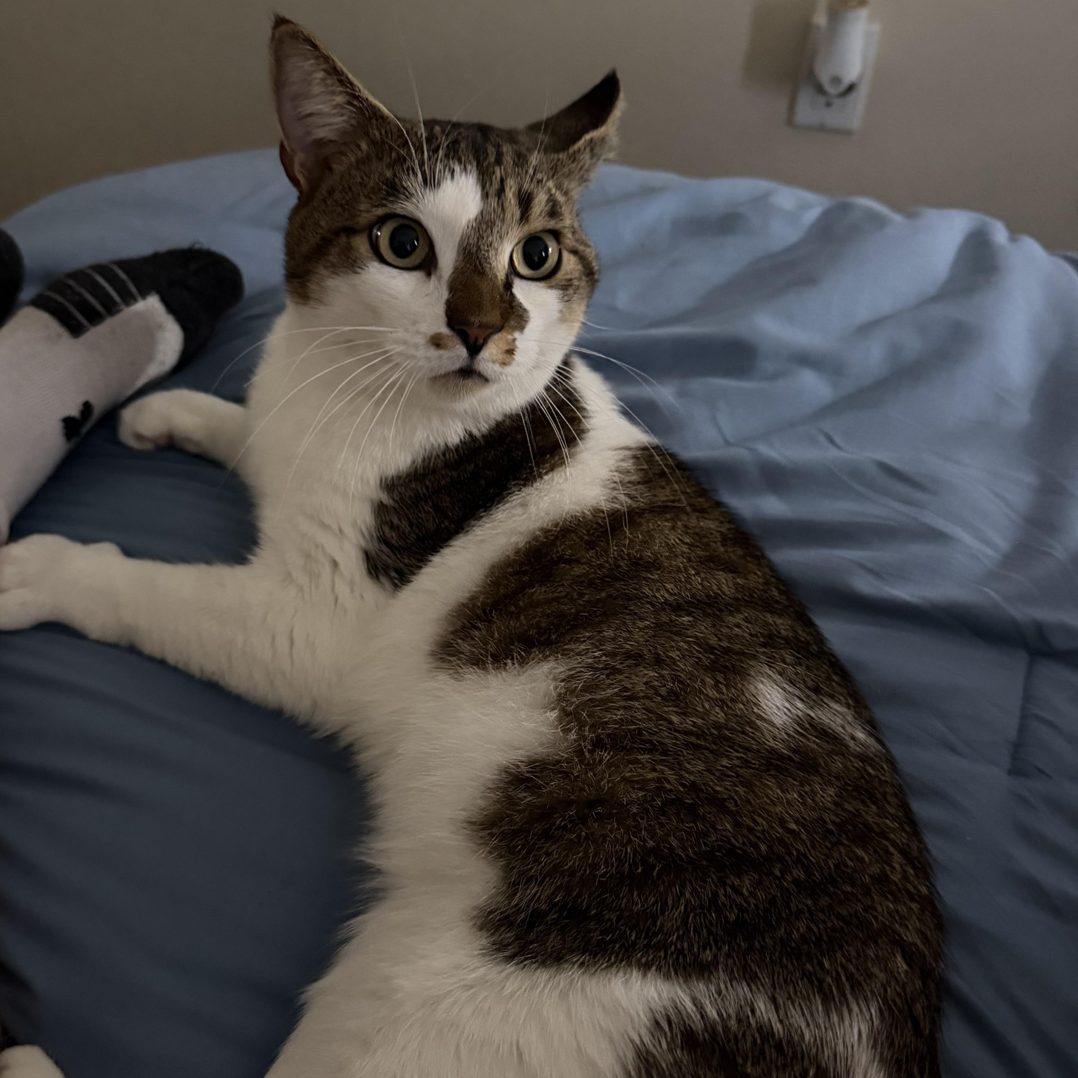 Simon, ADOPTABLE, Young Male American Shorthair.