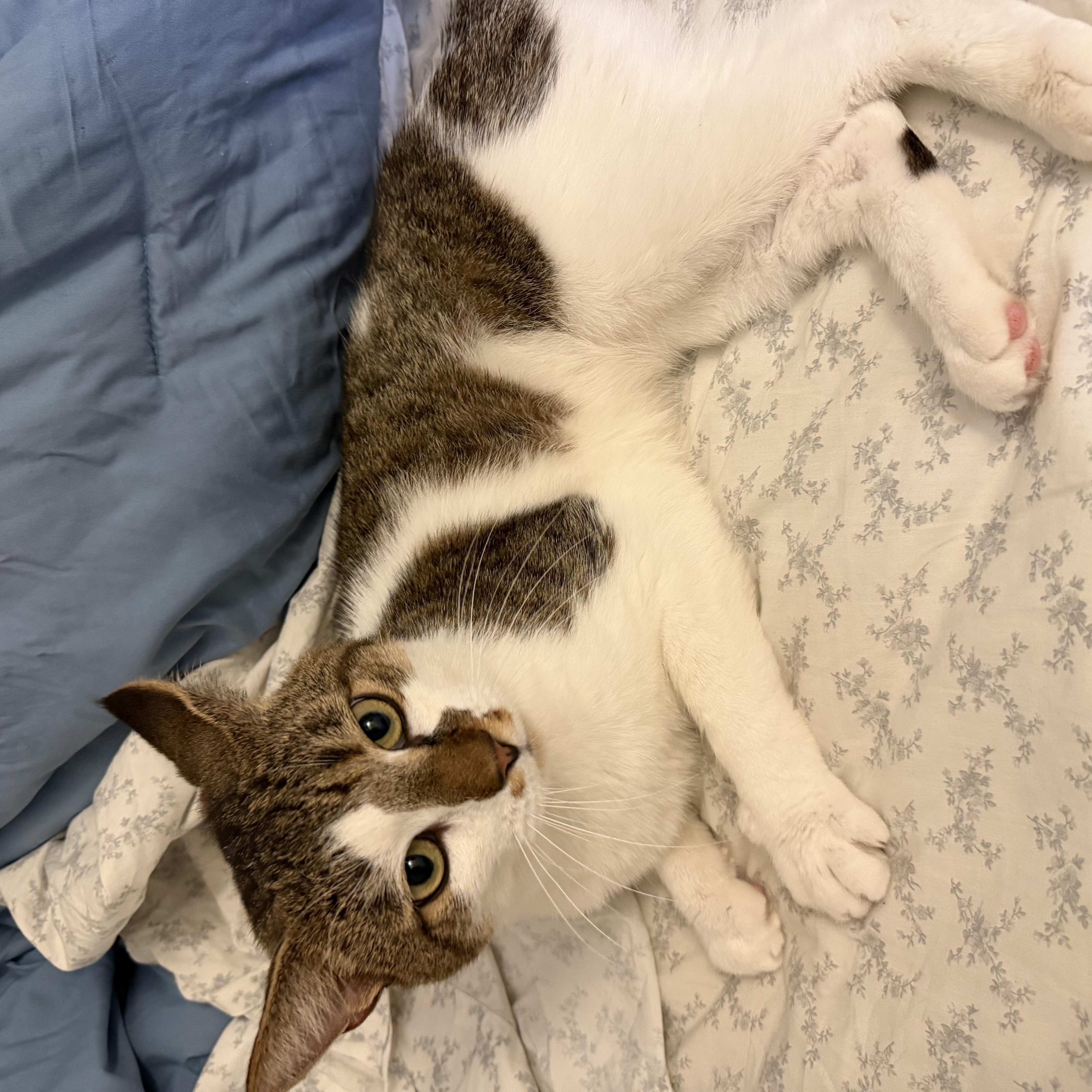 Simon, a ADOPTABLE American Shorthair in Medford, MA image 3/4