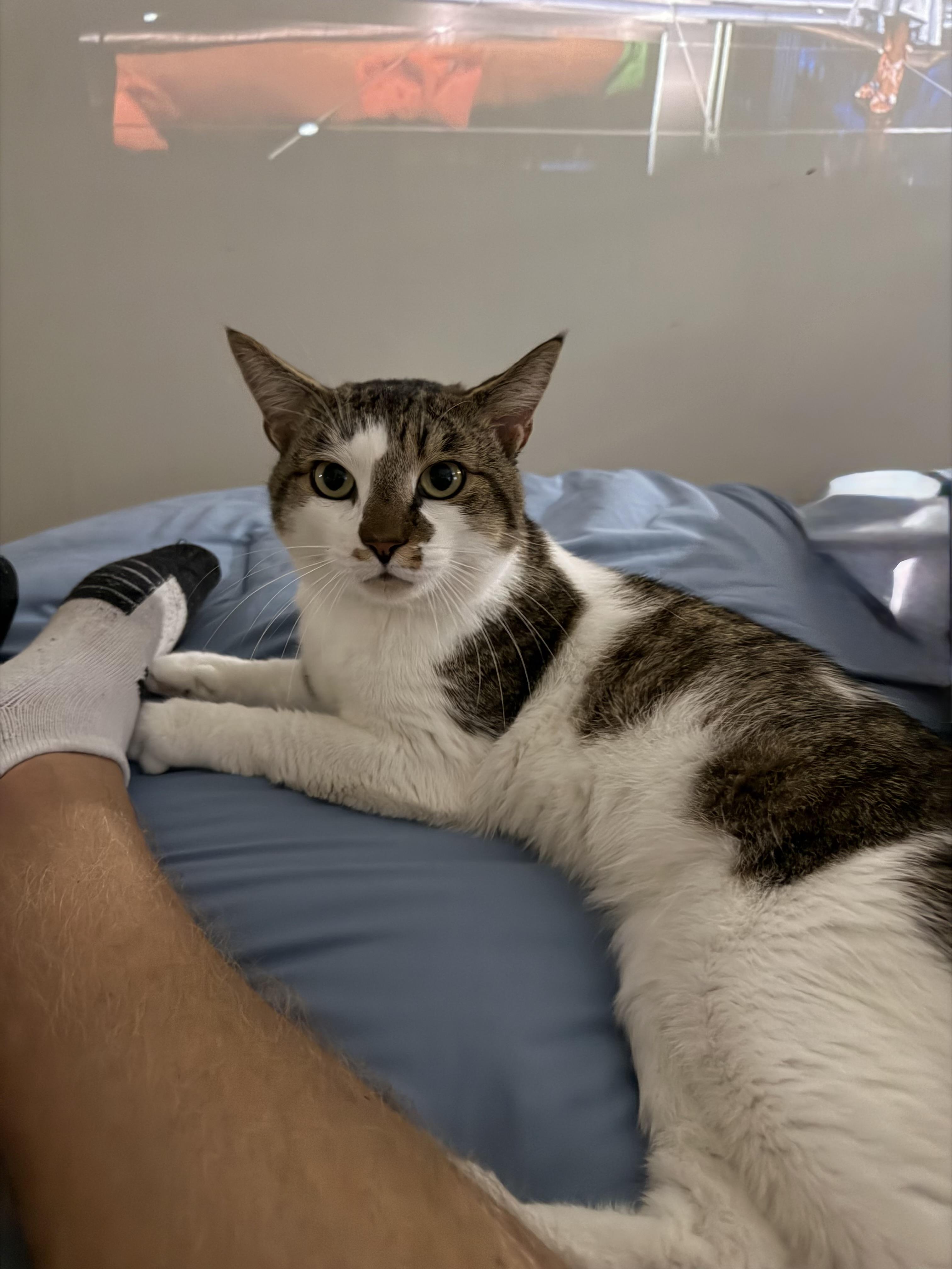 Simon, a ADOPTABLE American Shorthair in Medford, MA image 4/4