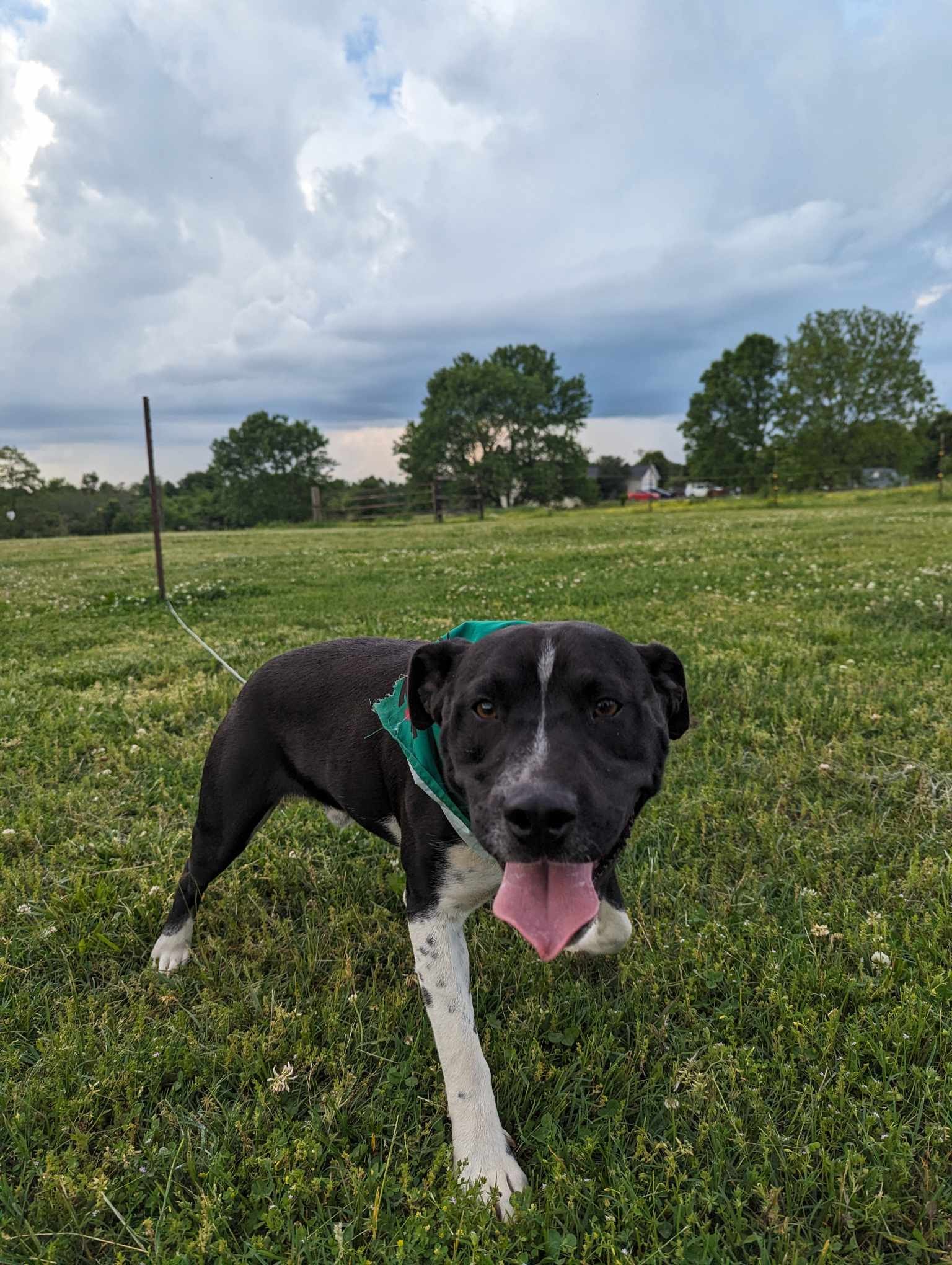 Samson (Transport Available), a Adopted Mixed Breed in Guntersville, AL image 1/4