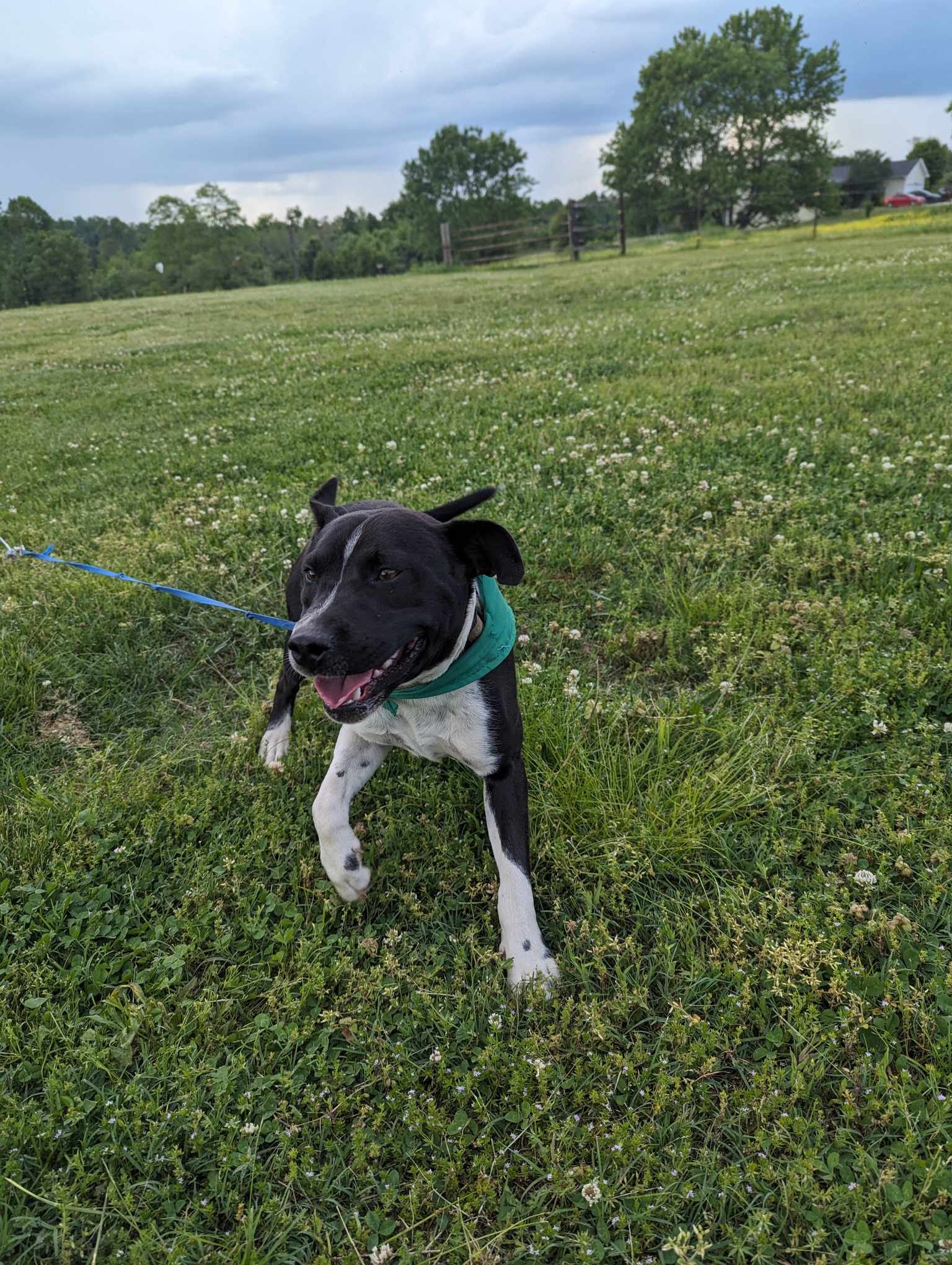 Samson (Transport Available), a Adopted Mixed Breed in Guntersville, AL image 2/4