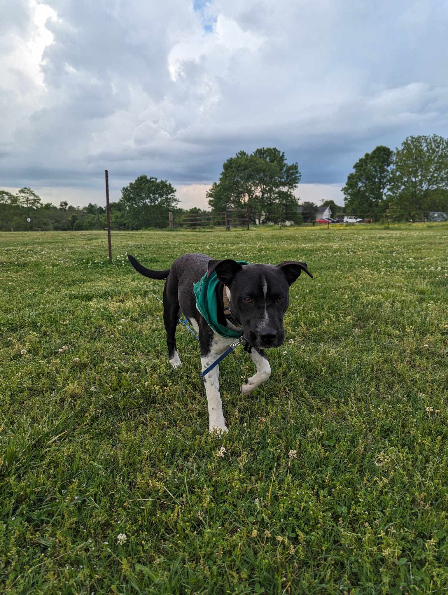 Samson (Transport Available), a Adopted Mixed Breed in Guntersville, AL image 3/4