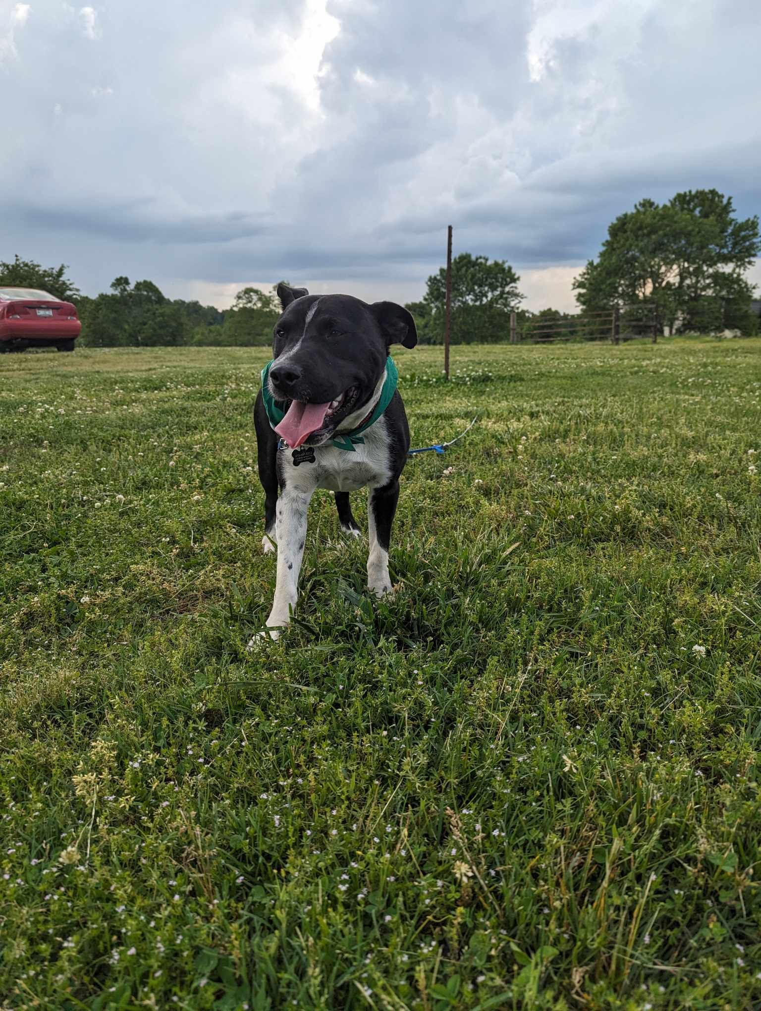 Samson (Transport Available), a Adopted Mixed Breed in Guntersville, AL image 4/4