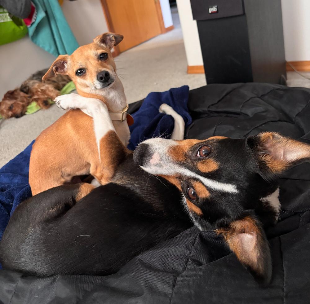 Willow, a Adoptable mixed breed in Portland, OR image 2/4