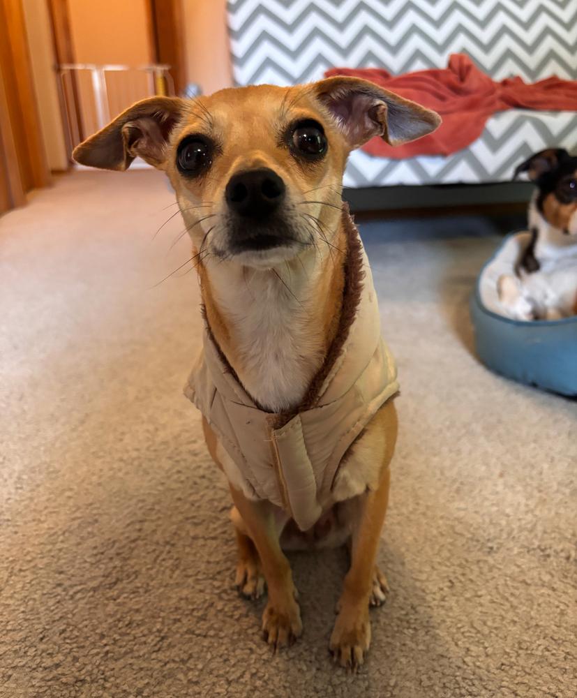 Willow, Adoptable, Adult Female Chihuahua.