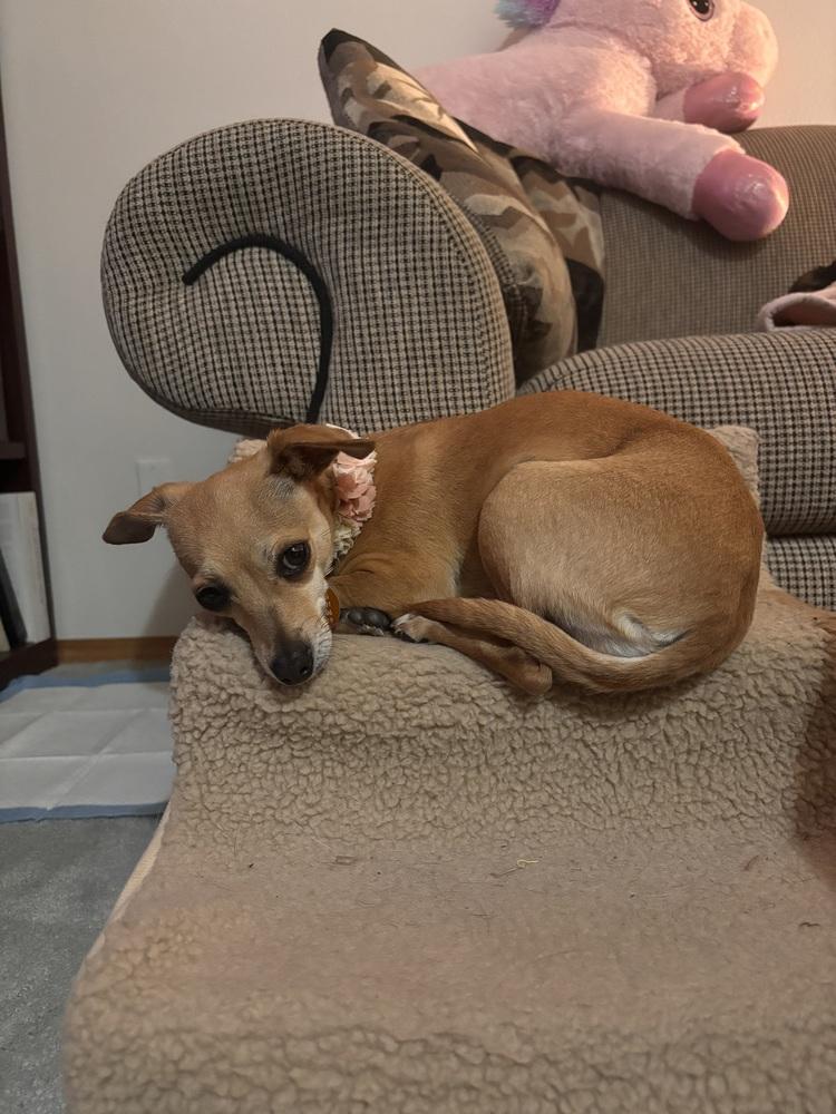 Willow, a Adoptable mixed breed in Portland, OR image 4/4