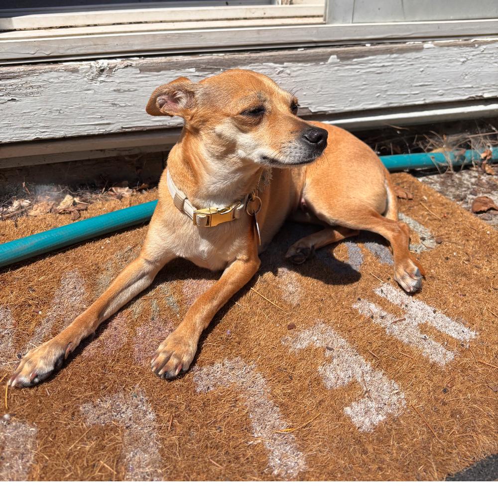 Willow, a Adoptable mixed breed in Portland, OR image 3/4