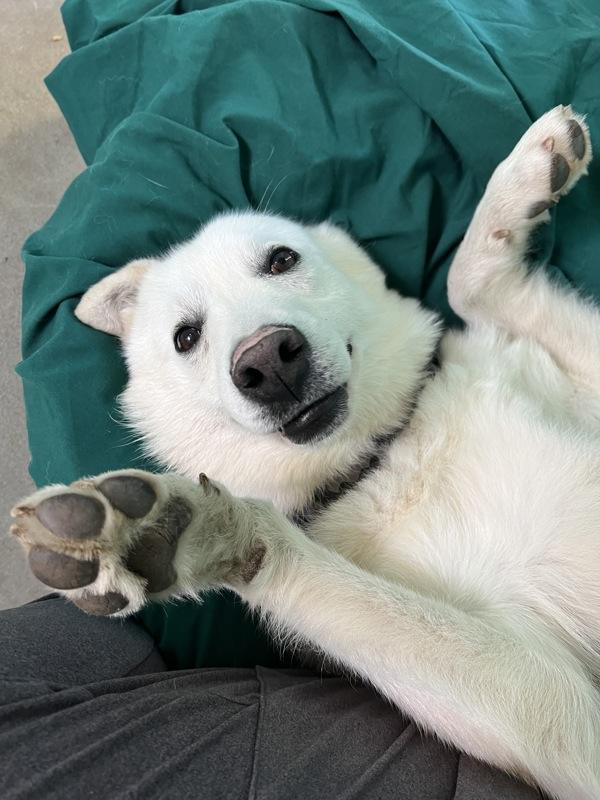 Enlarge Mala, a Adoptable mixed breed in Comox, BC image 1/1
