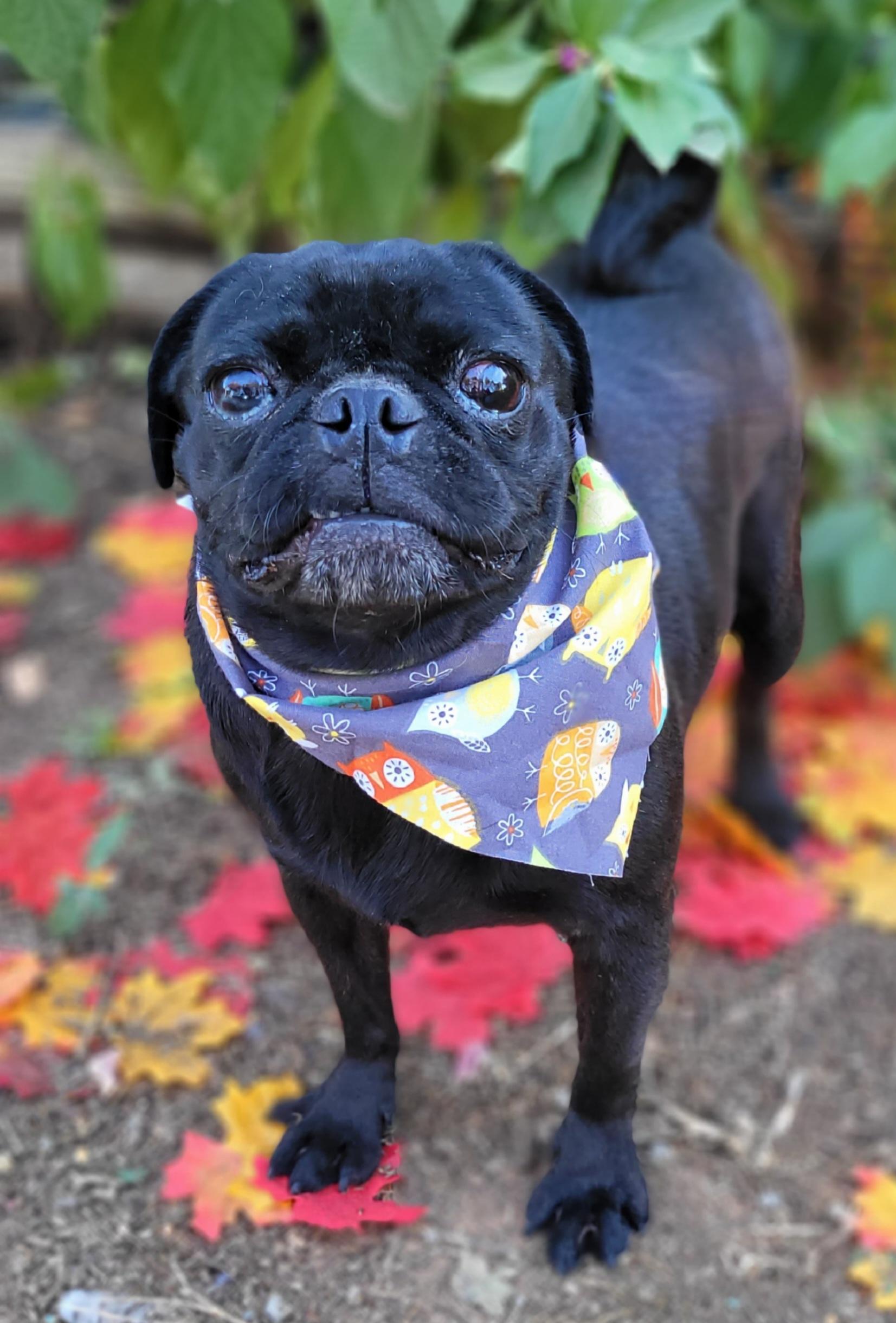 Enlarge Penelope, a Adoptable Pug in Vernon, TX image 1/1