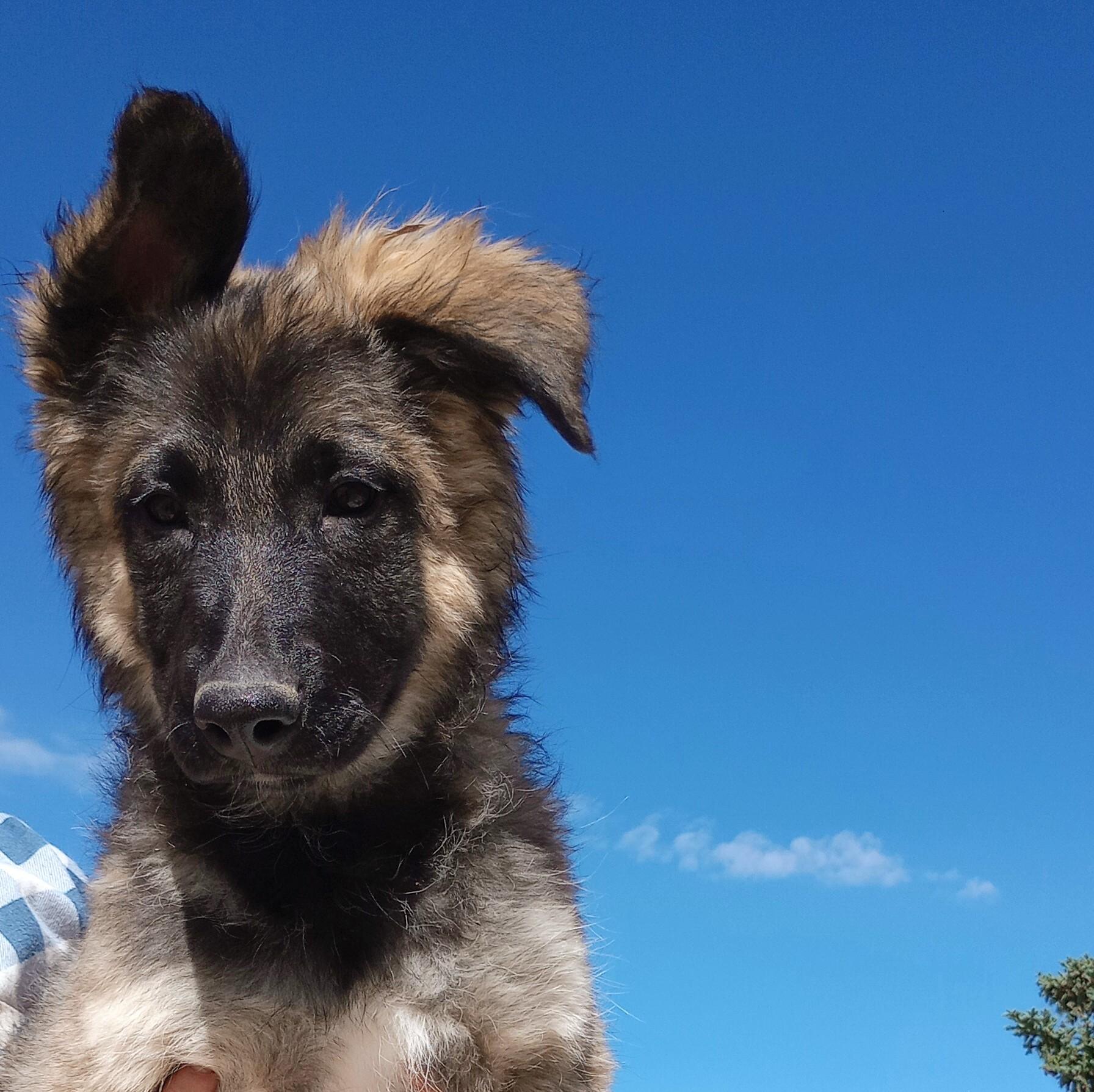 Enlarge B2 Girl, an adopted mixed breed in San Luis, CO image 1/2