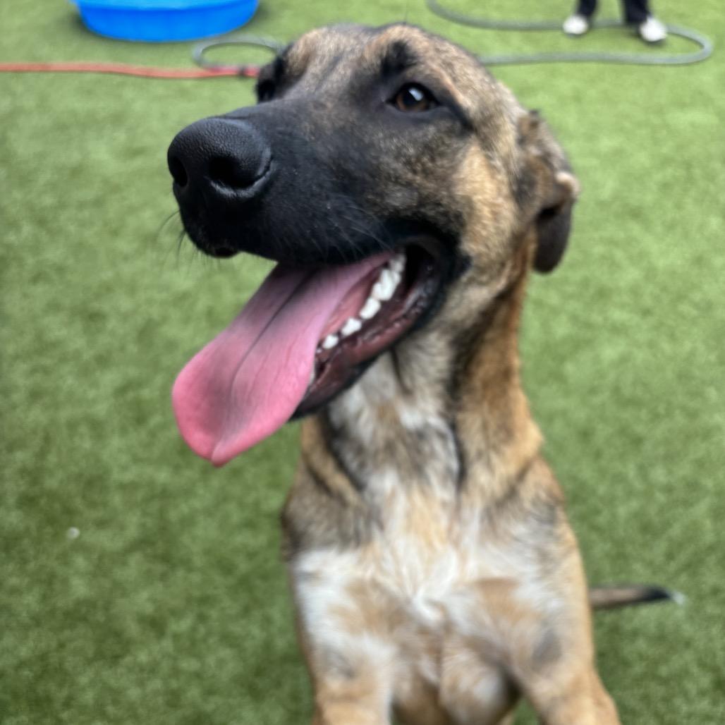Moose, Adoptable, Young Male Shepherd.