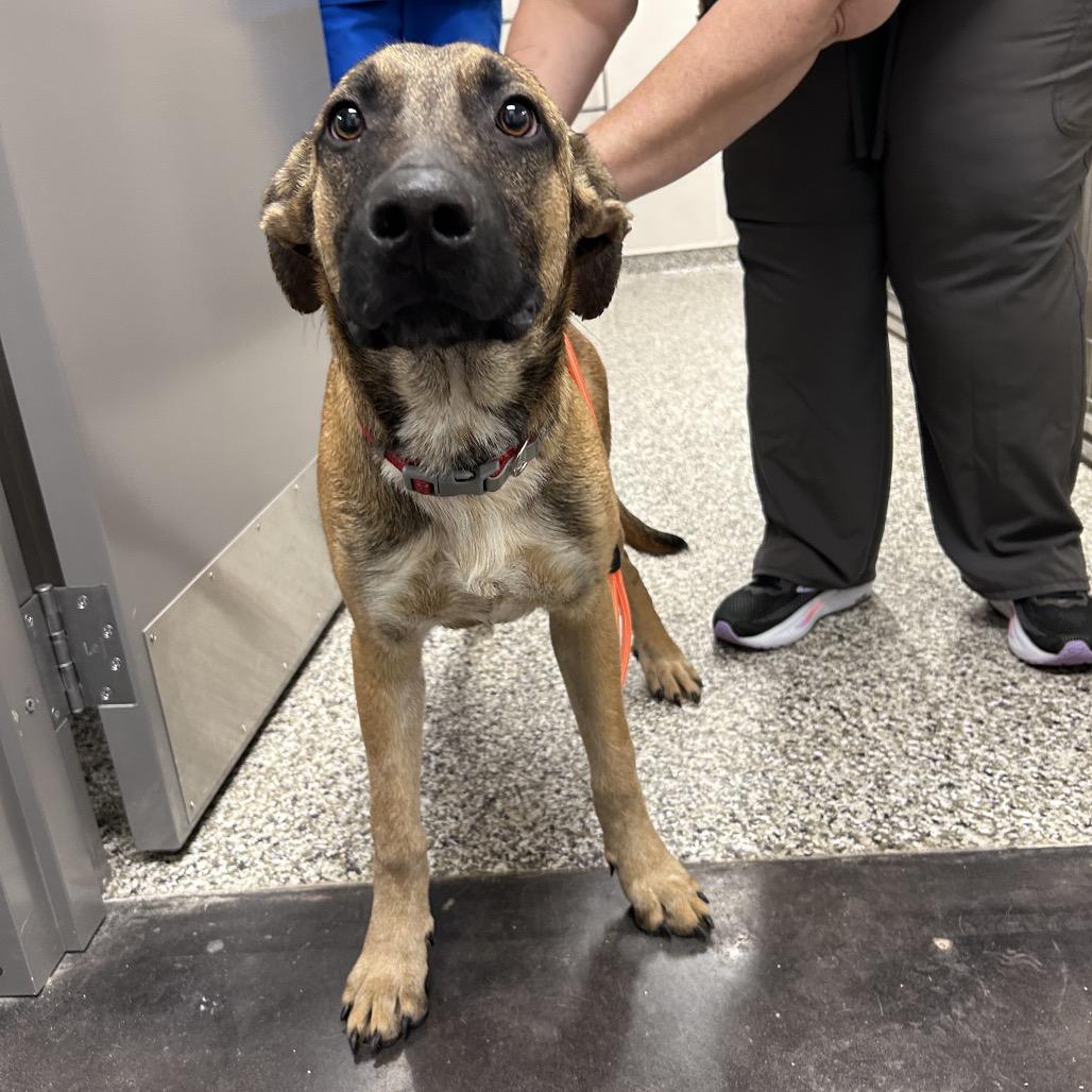 Enlarge Moose, a Adoptable Shepherd in Morganton, NC image 2/6