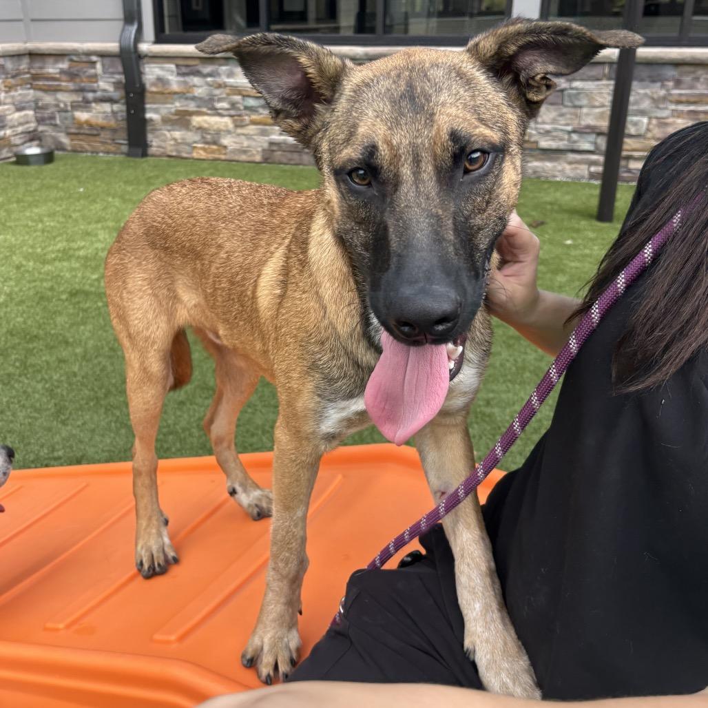 Enlarge Moose, a Adoptable Shepherd in Morganton, NC image 3/6