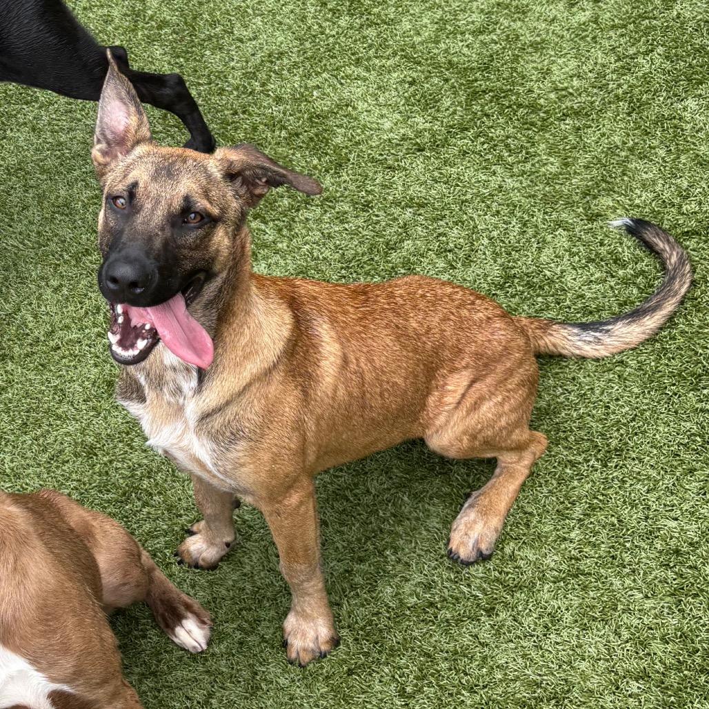 Enlarge Moose, a Adoptable Shepherd in Morganton, NC image 4/6