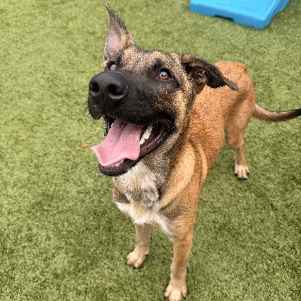 Enlarge Moose, a Adoptable Shepherd in Morganton, NC image 5/6