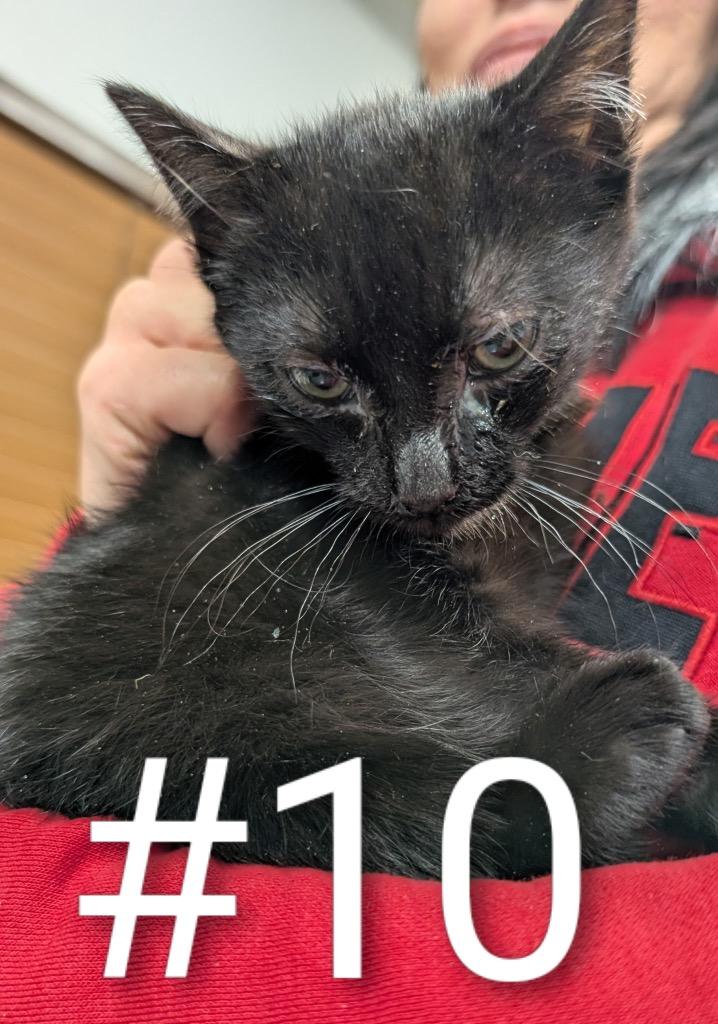 G-Mini, Adoptable, Kitten Female Domestic Short Hair.