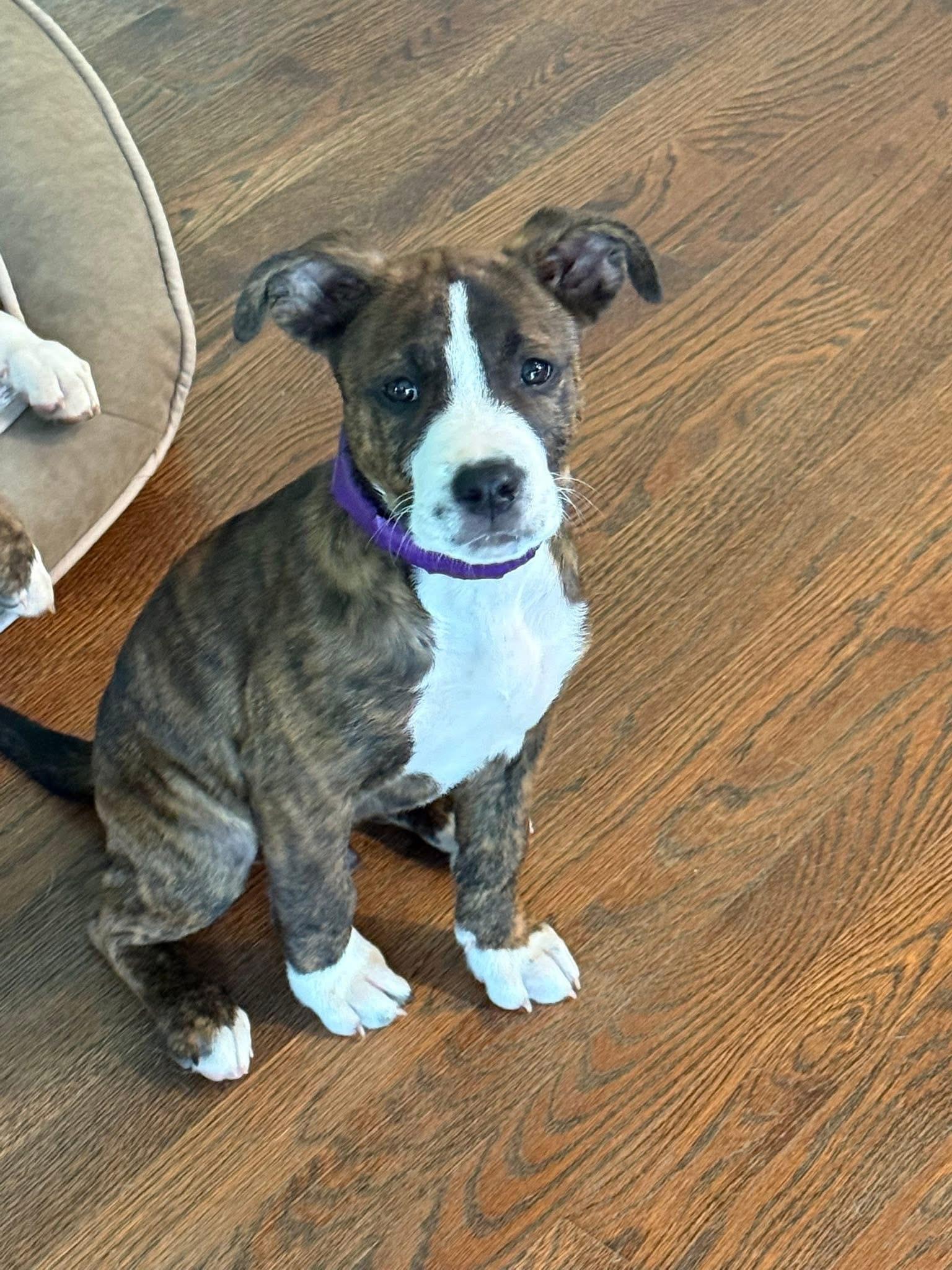 Enlarge Mac, a Adoptable mixed breed in Painesville, OH image 1/1