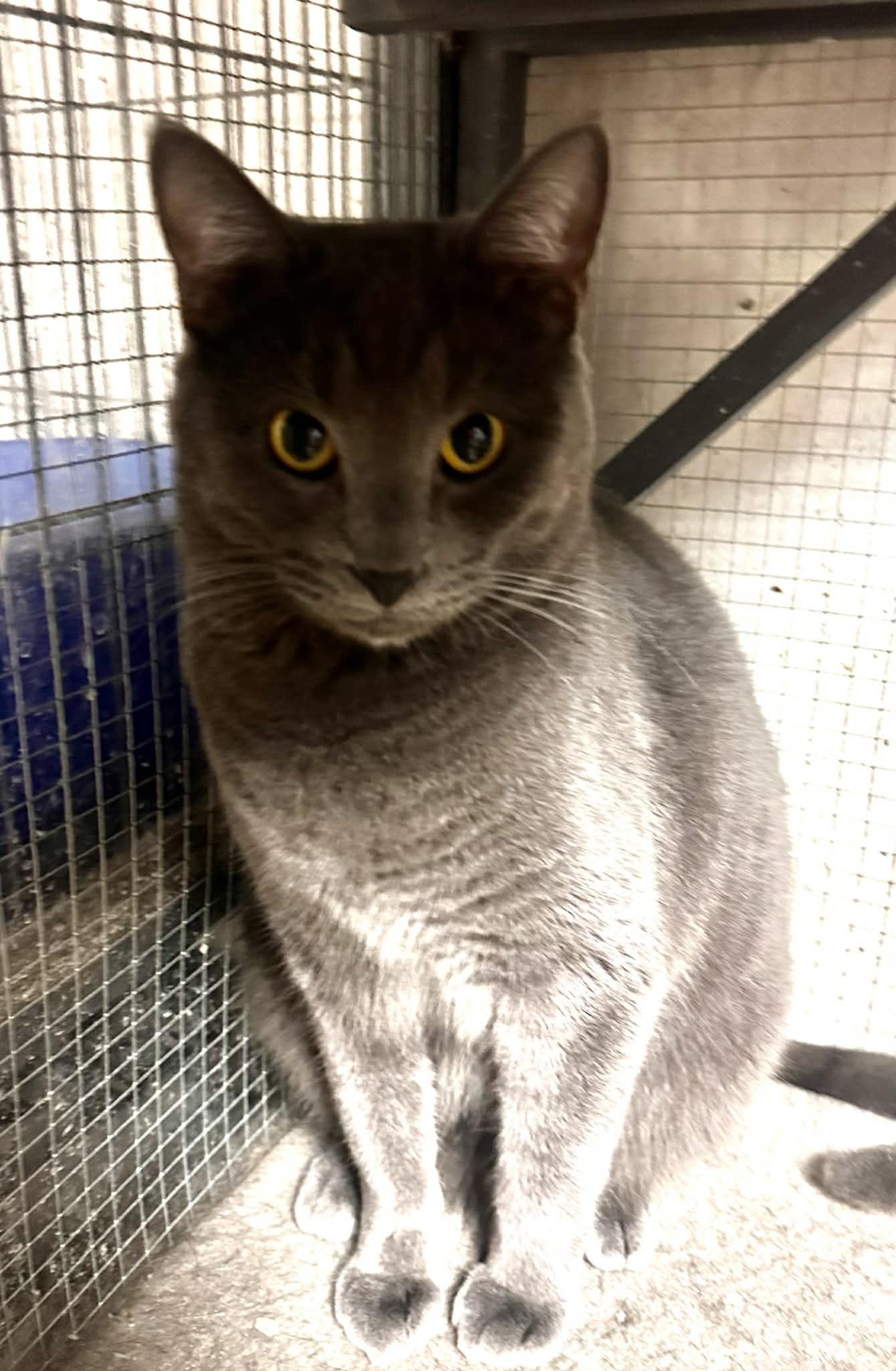 Enlarge Betty Spaghetti, a Adoptable Domestic Short Hair in St. Ann, MO image 1/1