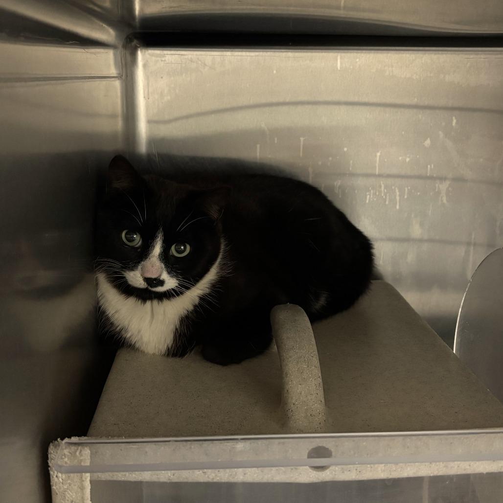 Enlarge Ham Hock 26-0096, a Adoptable Domestic Short Hair in Yanceyville, NC image 2/2