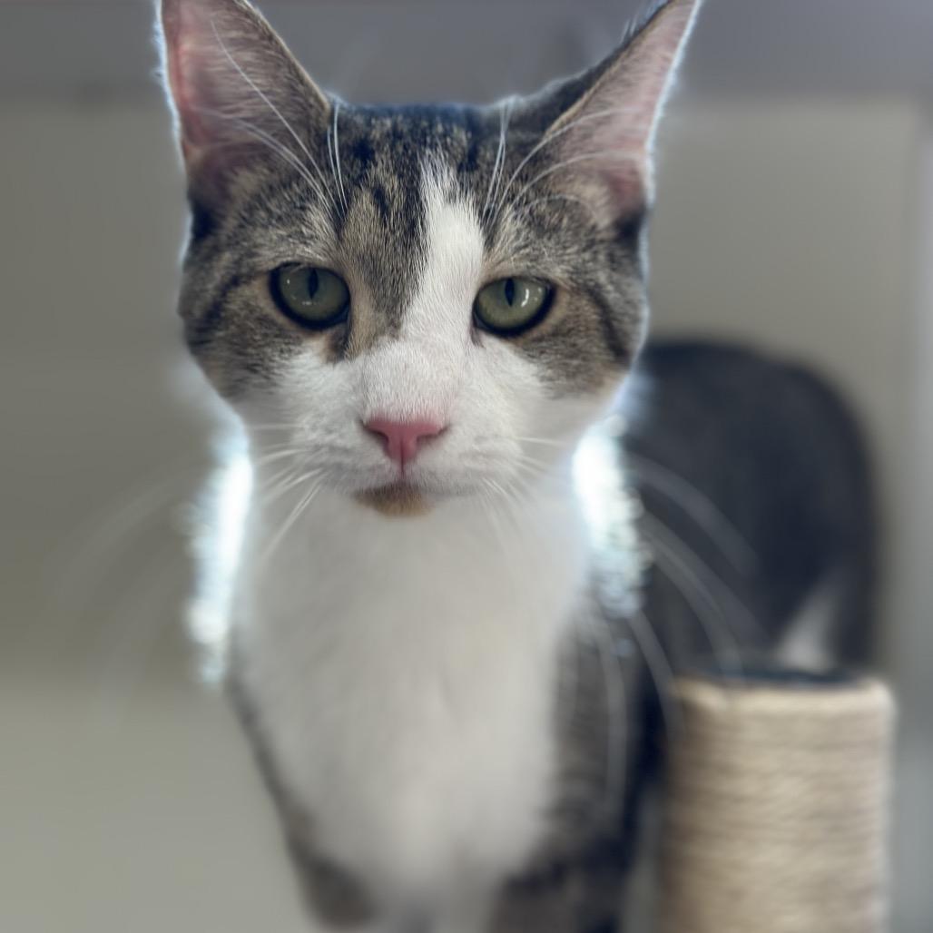 Uso, Adoptable, Young Male Domestic Short Hair.
