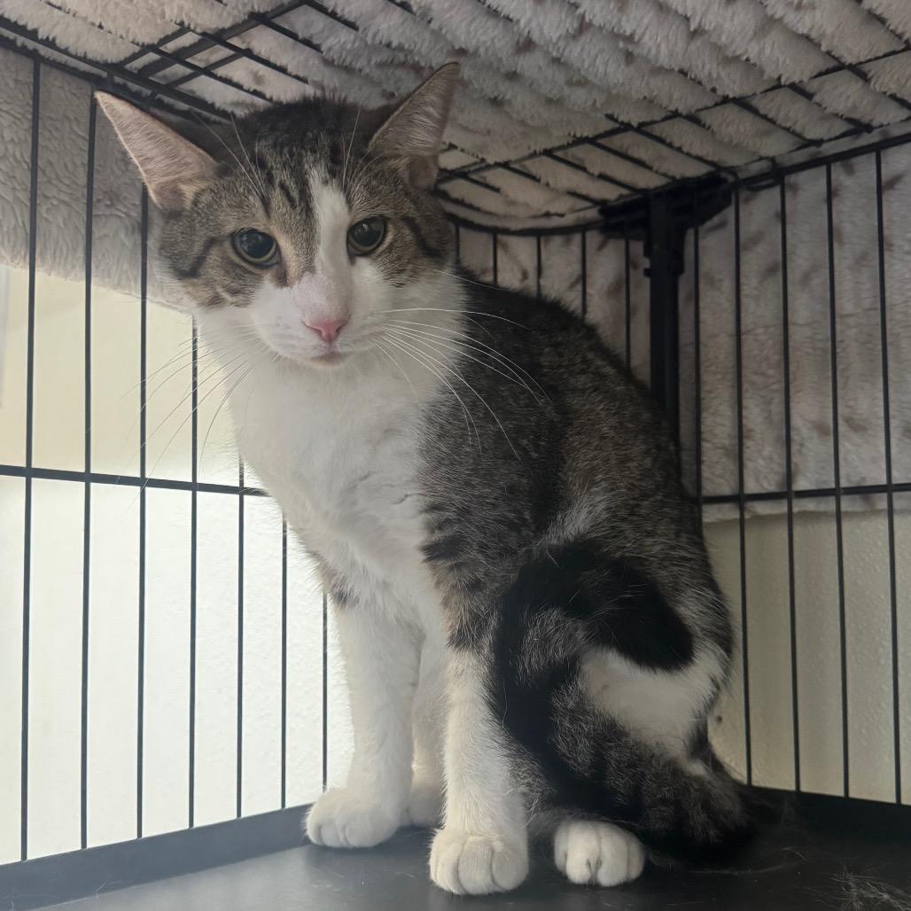 Uso, a Adoptable Domestic Short Hair in Easton, PA image 2/6