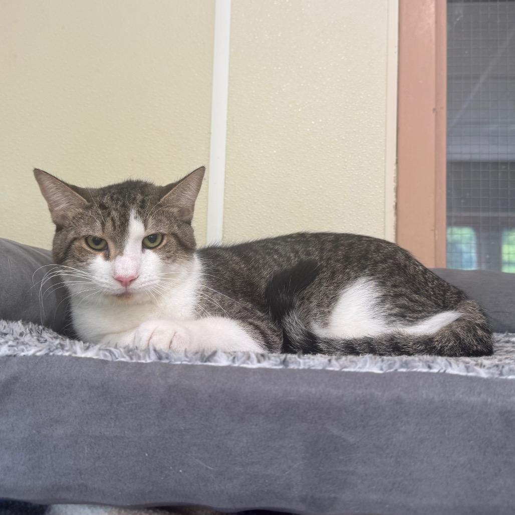 Uso, a Adoptable Domestic Short Hair in Easton, PA image 3/6