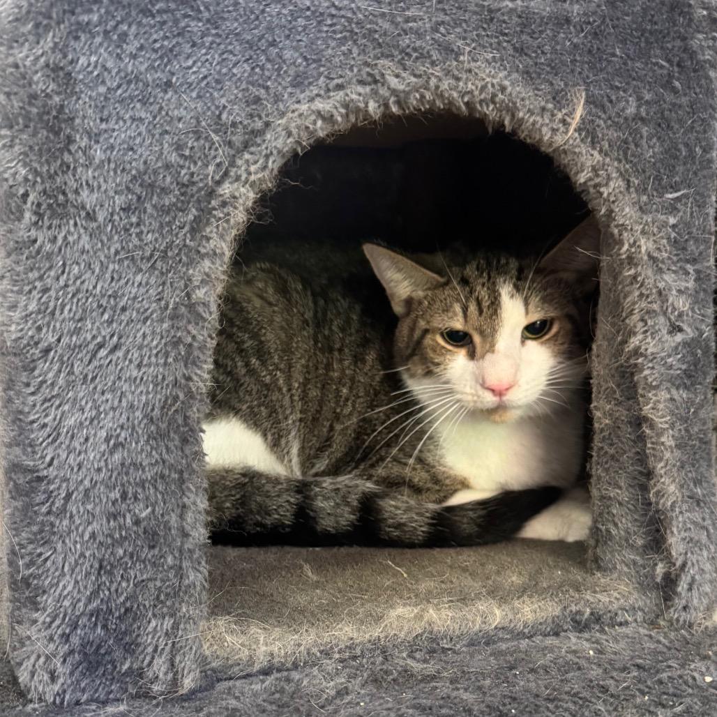 Uso, a Adoptable Domestic Short Hair in Easton, PA image 4/6