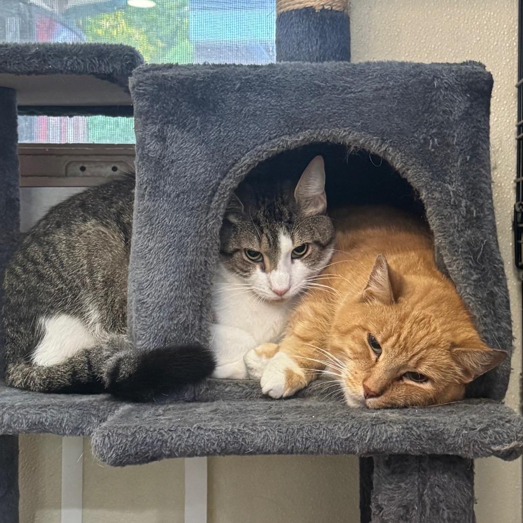 Uso, a Adoptable Domestic Short Hair in Easton, PA image 5/6