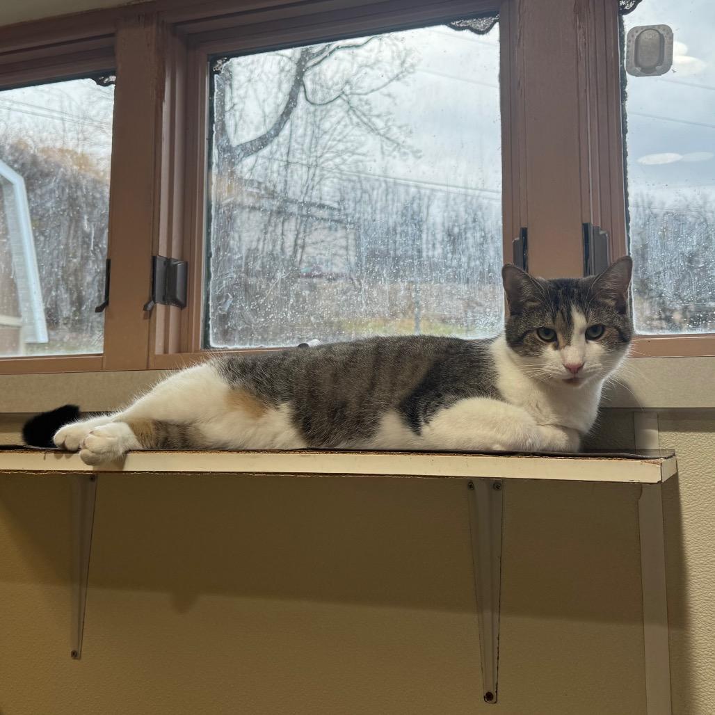 Uso, a Adoptable Domestic Short Hair in Easton, PA image 6/6