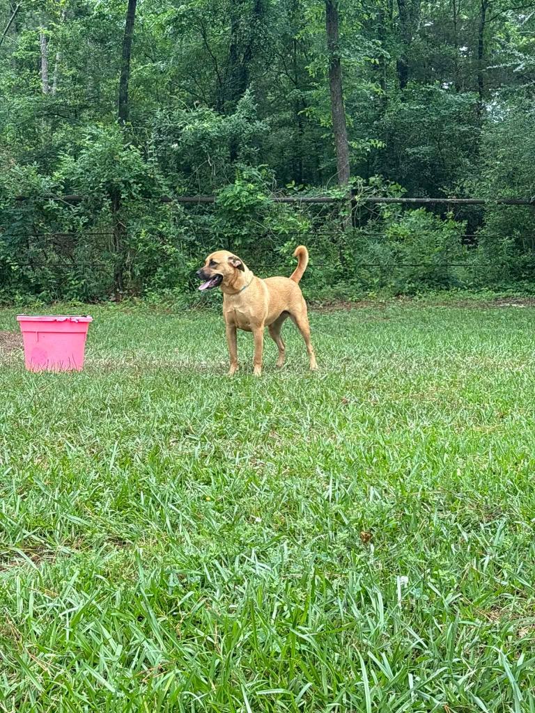 Layla, Adoptable, Young Female Shar-Pei & Basset Hound.