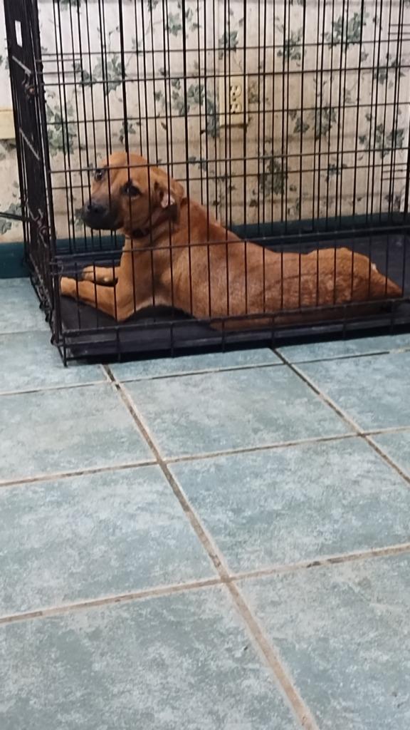 Layla, Adoptable, Young Female Shar-Pei & Basset Hound.